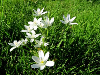 Dolden-Milchstern (Ornithogalum umbellatum) in Alt-Saarbrücken