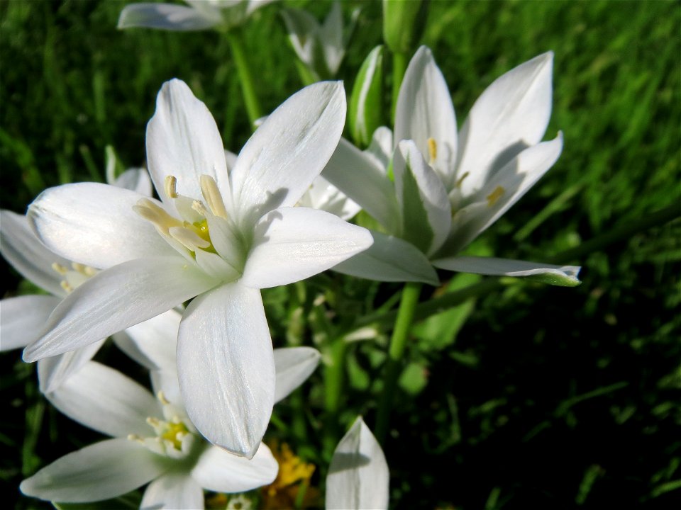 Dolden-Milchstern (Ornithogalum umbellatum) in Alt-Saarbrücken