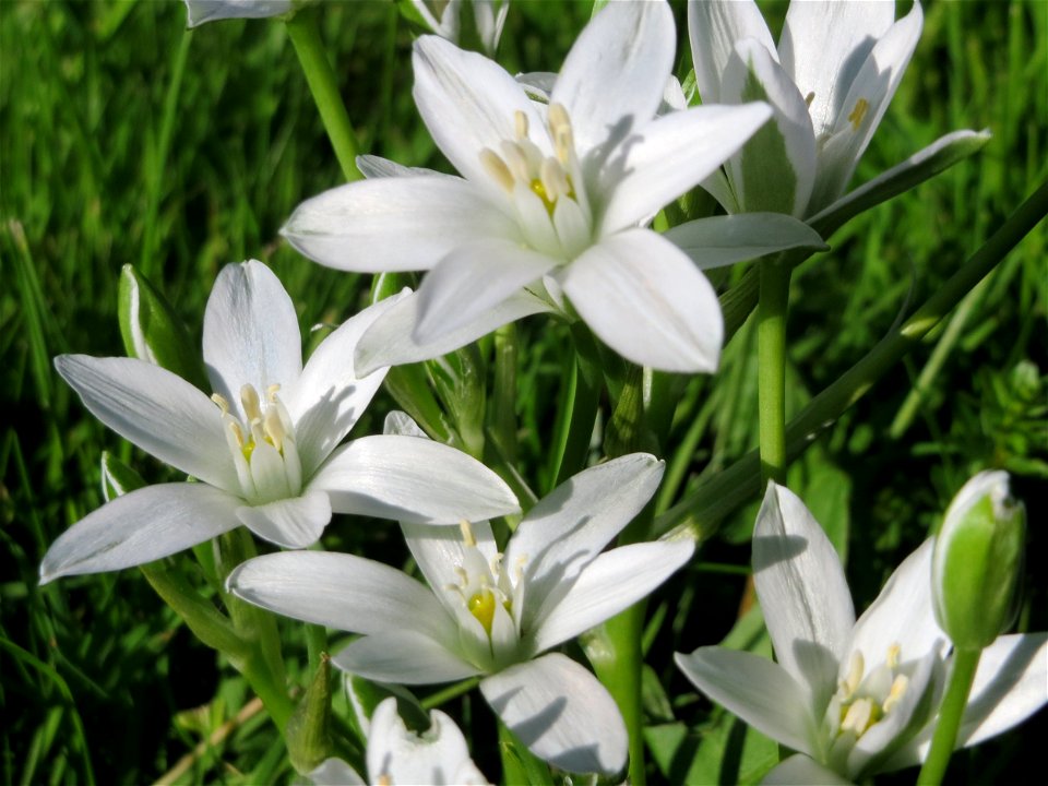 Dolden-Milchstern (Ornithogalum umbellatum) in Alt-Saarbrücken