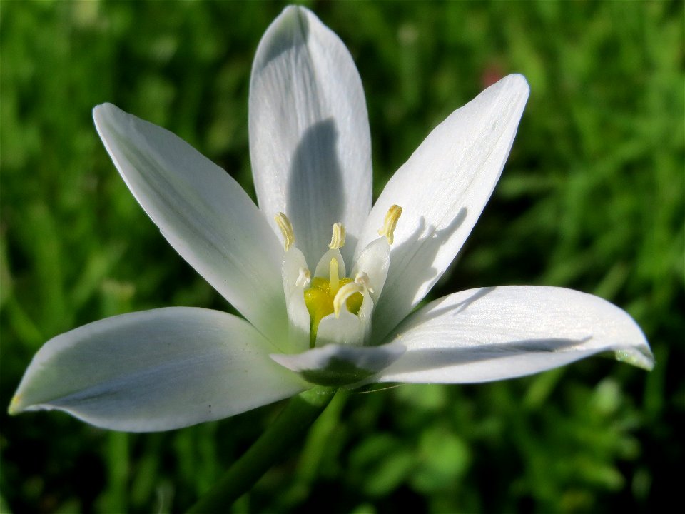 Dolden-Milchstern (Ornithogalum umbellatum) in Alt-Saarbrücken