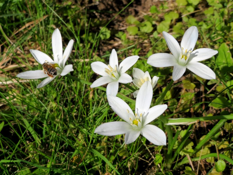 Dolden-Milchstern (Ornithogalum umbellatum) in Alt-Saarbrücken