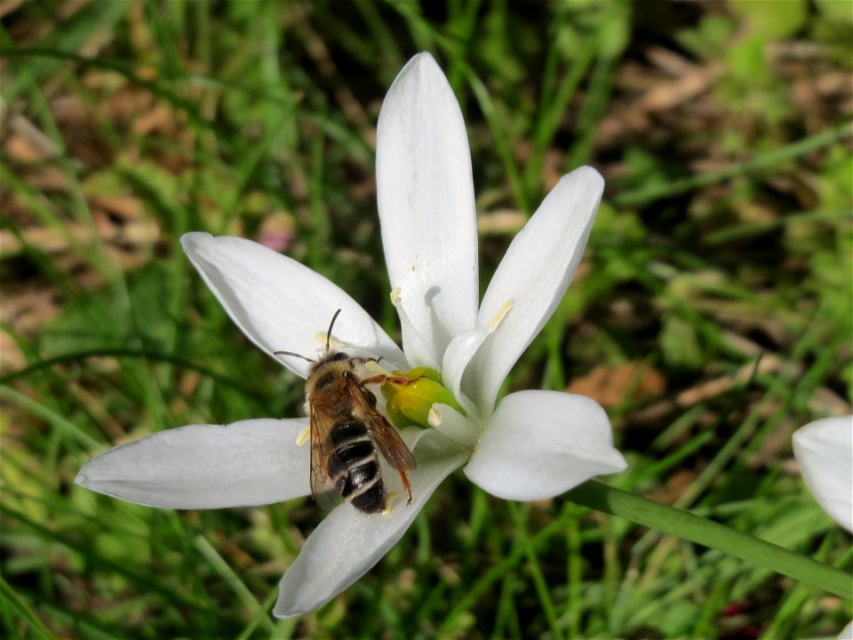 Dolden-Milchstern (Ornithogalum umbellatum) in Alt-Saarbrücken