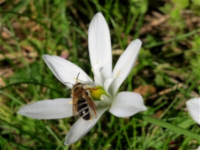 Dolden-Milchstern (Ornithogalum umbellatum) in Alt-Saarbrücken