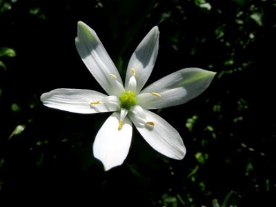Dolden-Milchstern (Ornithogalum umbellatum) am Folsterweg in Alt-Saarbrücken