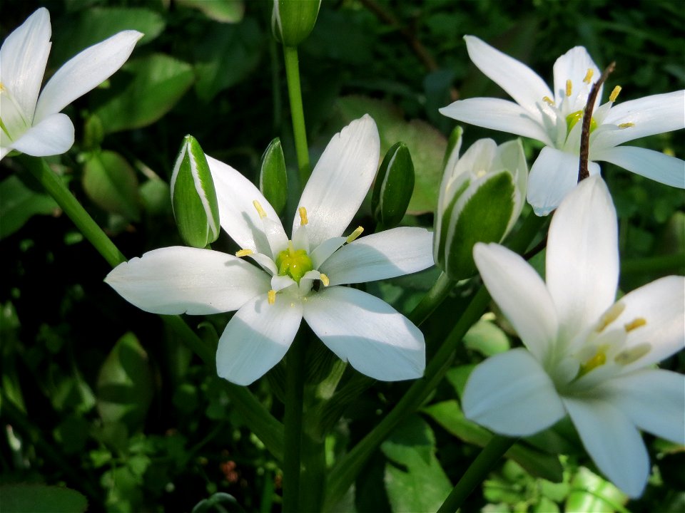 Dolden-Milchstern (Ornithogalum umbellatum) am Folsterweg in Alt-Saarbrücken
