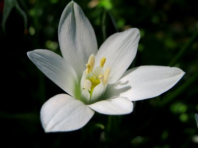 Dolden-Milchstern (Ornithogalum umbellatum) am Folsterweg in Alt-Saarbrücken