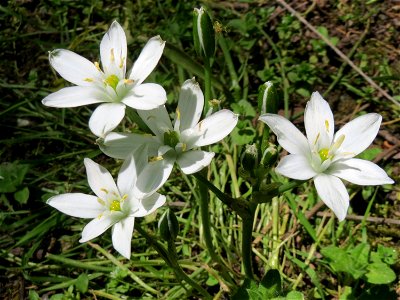 Dolden-Milchstern (Ornithogalum umbellatum) im Deutsch-Französischen Garten - Landschaftsschutzgebiet „Deutschmühlenweiher mit Mockental, Ehrental und Glockenwäldchen“