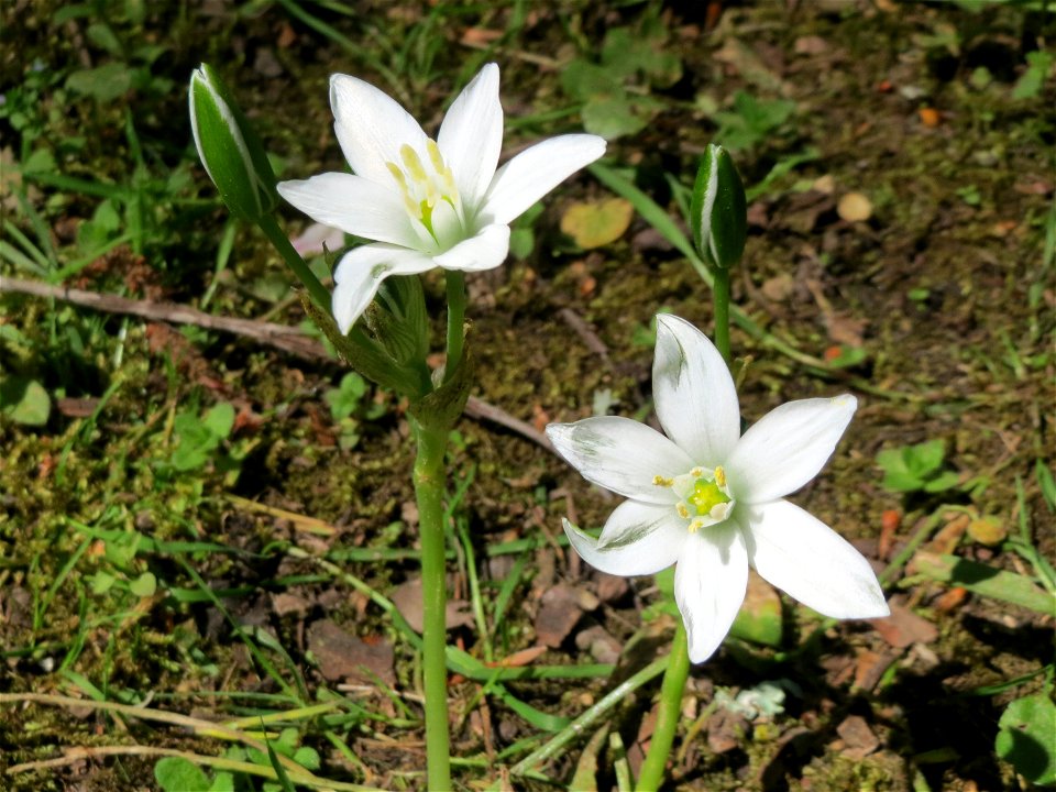 Dolden-Milchstern (Ornithogalum umbellatum) im Deutsch-Französischen Garten - Landschaftsschutzgebiet „Deutschmühlenweiher mit Mockental, Ehrental und Glockenwäldchen“