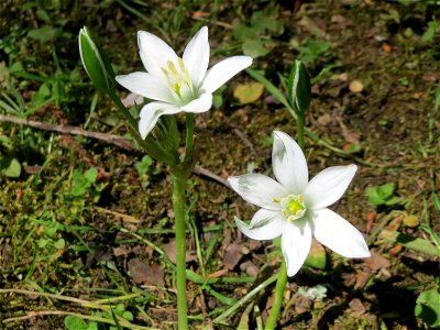Dolden-Milchstern (Ornithogalum umbellatum) im Deutsch-Französischen Garten - Landschaftsschutzgebiet „Deutschmühlenweiher mit Mockental, Ehrental und Glockenwäldchen“