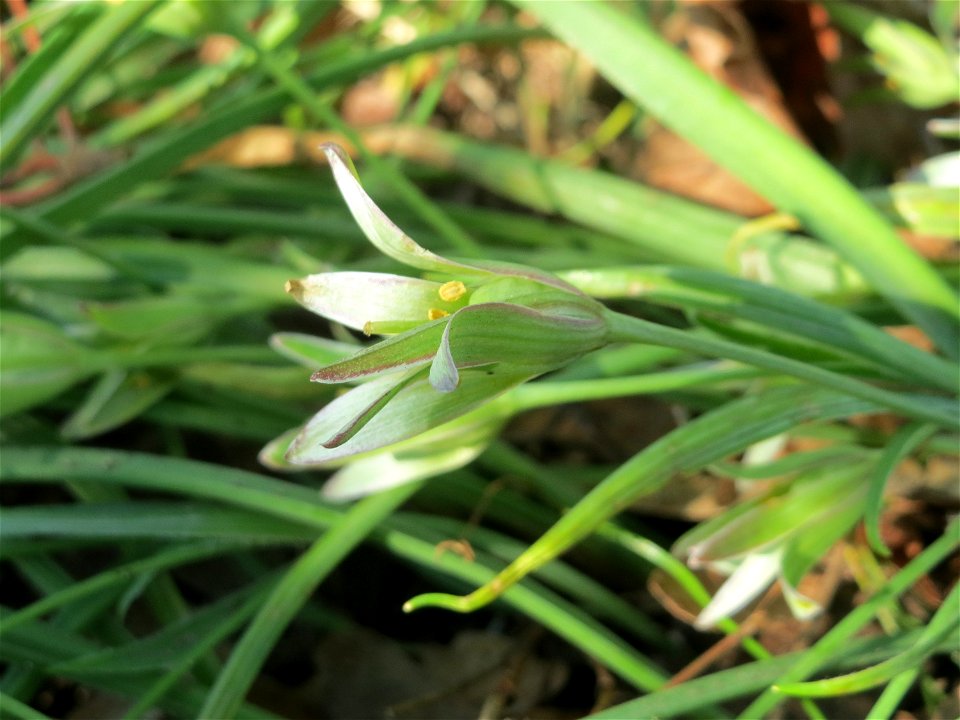 Dolden-Milchstern (Ornithogalum umbellatum) auf einem Grünstreifen zwischen Eisenbahnstraße und Am Damm in Hockenheim