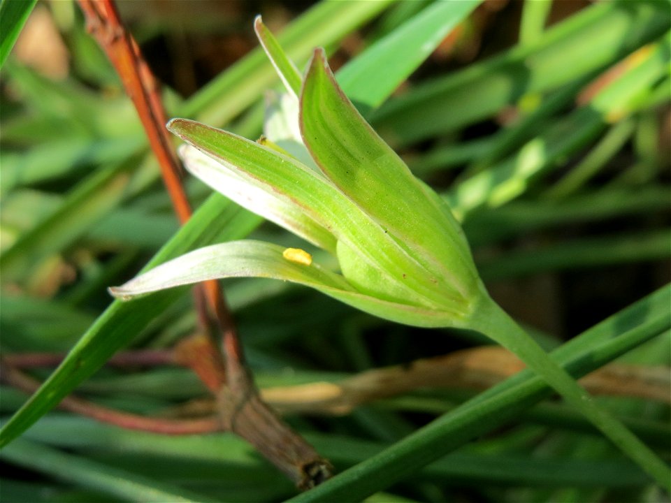 Dolden-Milchstern (Ornithogalum umbellatum) auf einem Grünstreifen zwischen Eisenbahnstraße und Am Damm in Hockenheim