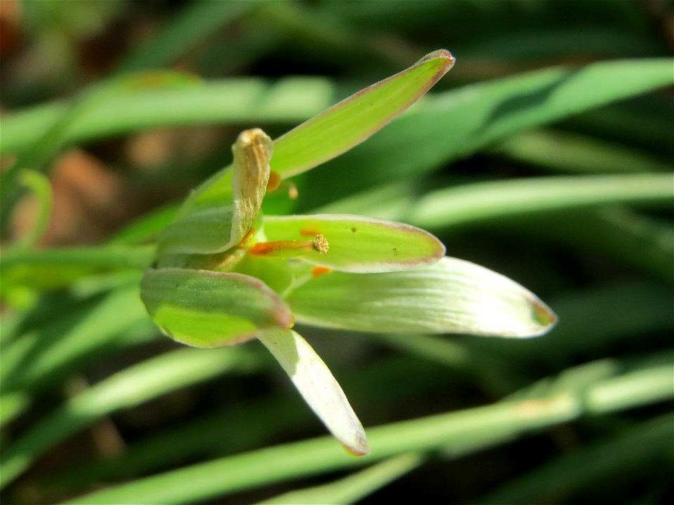 Dolden-Milchstern (Ornithogalum umbellatum) auf einem Grünstreifen zwischen Eisenbahnstraße und Am Damm in Hockenheim