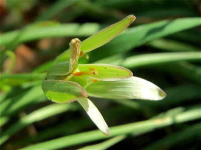 Dolden-Milchstern (Ornithogalum umbellatum) auf einem Grünstreifen zwischen Eisenbahnstraße und Am Damm in Hockenheim