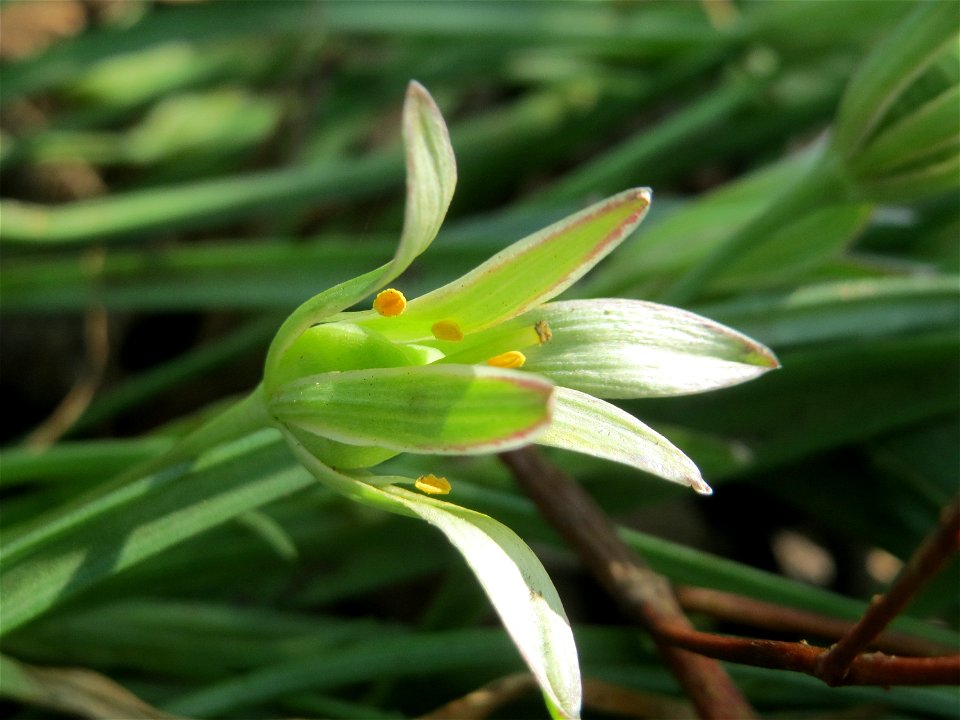 Dolden-Milchstern (Ornithogalum umbellatum) auf einem Grünstreifen zwischen Eisenbahnstraße und Am Damm in Hockenheim