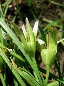 Dolden-Milchstern (Ornithogalum umbellatum) auf einem Grünstreifen zwischen Eisenbahnstraße und Am Damm in Hockenheim