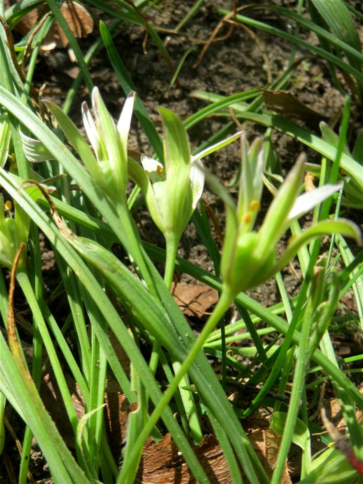 Dolden-Milchstern (Ornithogalum umbellatum) auf einem Grünstreifen zwischen Eisenbahnstraße und Am Damm in Hockenheim