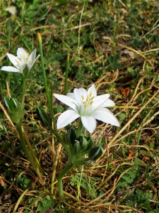 Dolden-Milchstern (Ornithogalum umbellatum) - wild wachsend am Rand vom Gartenschaupark Hockenheim