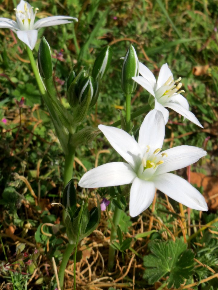 Dolden-Milchstern (Ornithogalum umbellatum) - wild wachsend am Rand vom Gartenschaupark Hockenheim