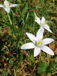 Dolden-Milchstern (Ornithogalum umbellatum) - wild wachsend am Rand vom Gartenschaupark Hockenheim