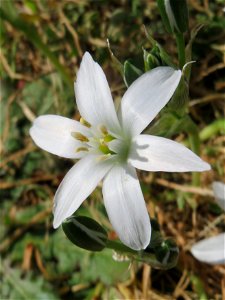 Dolden-Milchstern (Ornithogalum umbellatum) - wild wachsend am Rand vom Gartenschaupark Hockenheim