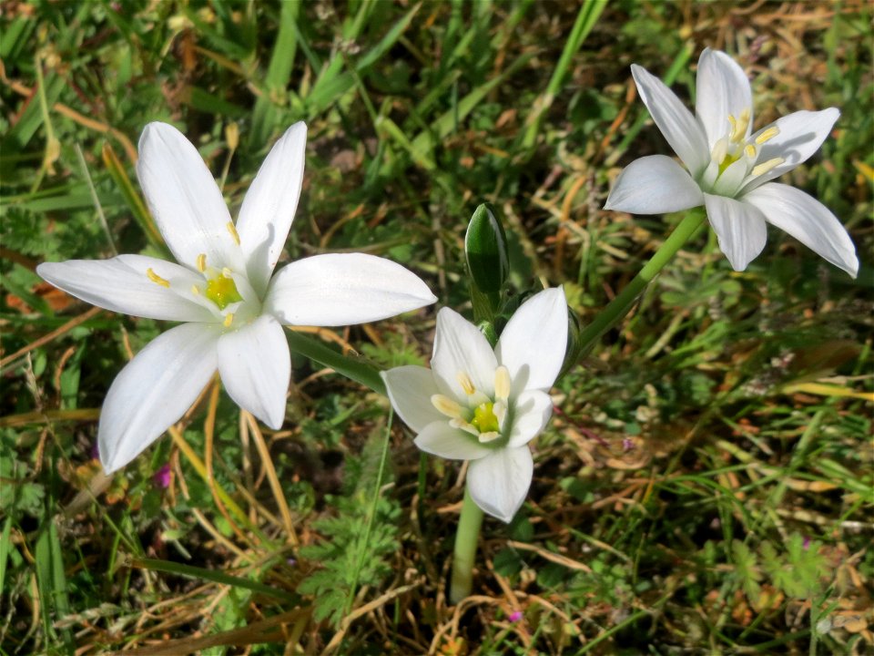 Dolden-Milchstern (Ornithogalum umbellatum) - wild wachsend am Rand vom Gartenschaupark Hockenheim