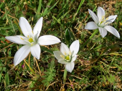 Dolden-Milchstern (Ornithogalum umbellatum) - wild wachsend am Rand vom Gartenschaupark Hockenheim