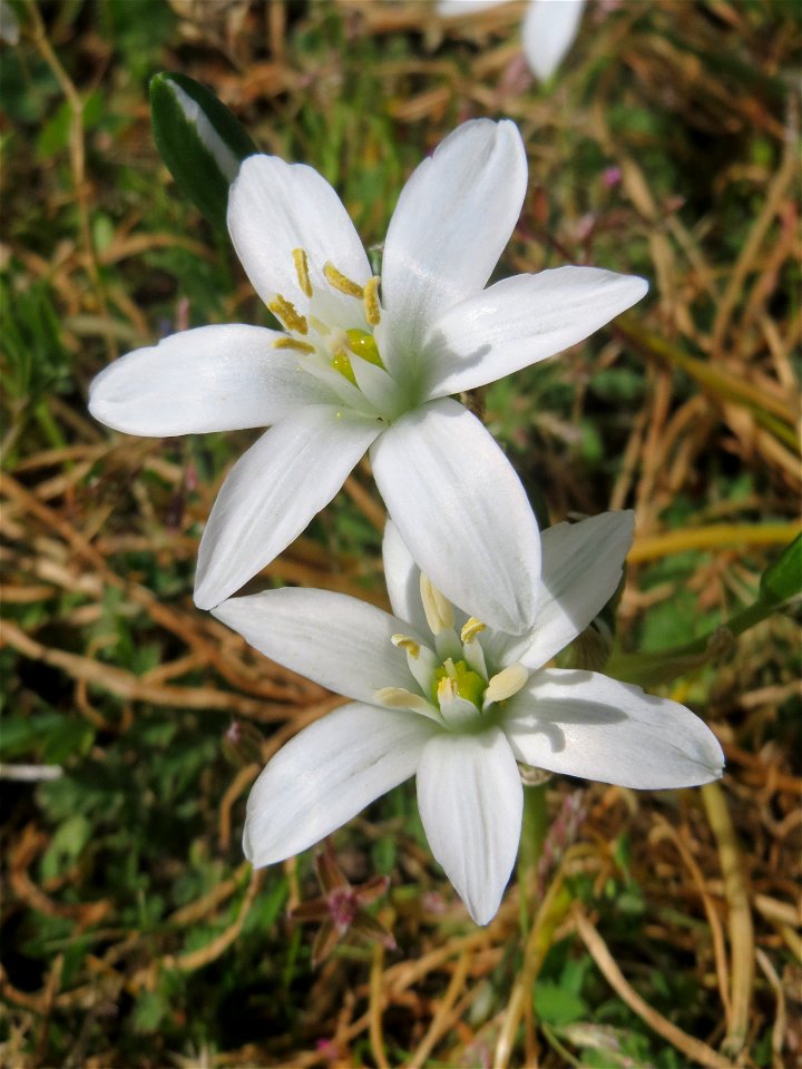 Dolden-Milchstern (Ornithogalum umbellatum) - wild wachsend am Rand vom Gartenschaupark Hockenheim