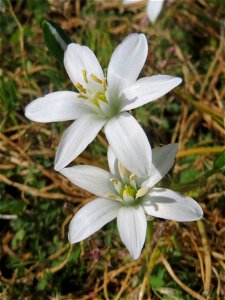 Dolden-Milchstern (Ornithogalum umbellatum) - wild wachsend am Rand vom Gartenschaupark Hockenheim