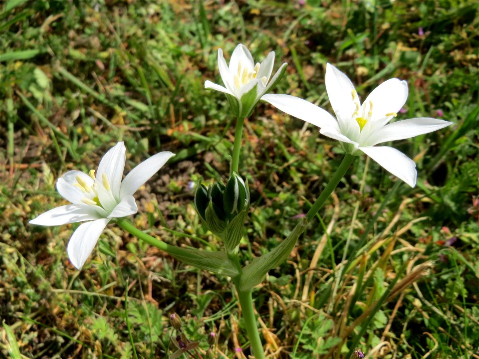 Dolden-Milchstern (Ornithogalum umbellatum) - wild wachsend am Rand vom Gartenschaupark Hockenheim