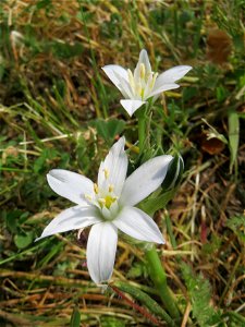 Dolden-Milchstern (Ornithogalum umbellatum) - wild wachsend am Rand vom Gartenschaupark Hockenheim