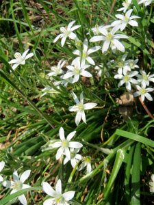 Dolden-Milchstern (Ornithogalum umbellatum) in Saarbrücken