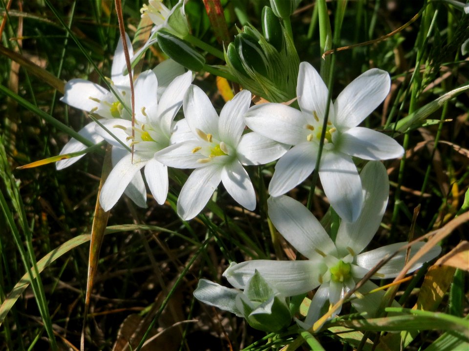 Dolden-Milchstern (Ornithogalum umbellatum) am Stadtrand von Hockenheim