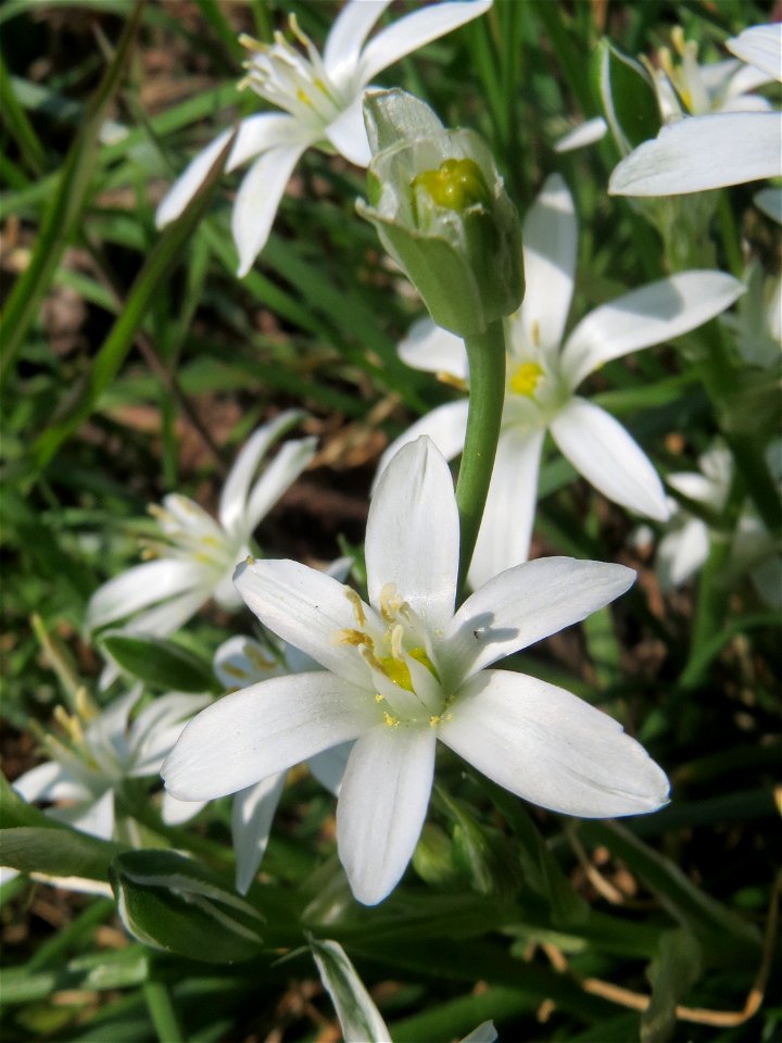 Dolden-Milchstern (Ornithogalum umbellatum) in Saarbrücken