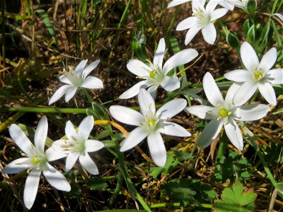 Dolden-Milchstern (Ornithogalum umbellatum) am Stadtrand von Hockenheim