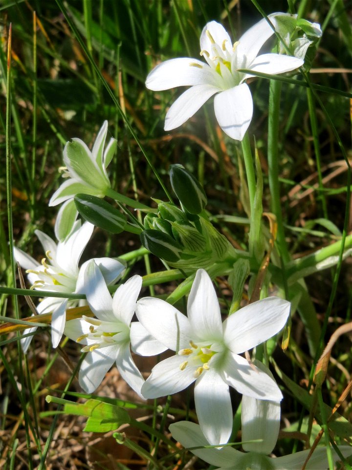 Dolden-Milchstern (Ornithogalum umbellatum) am Stadtrand von Hockenheim