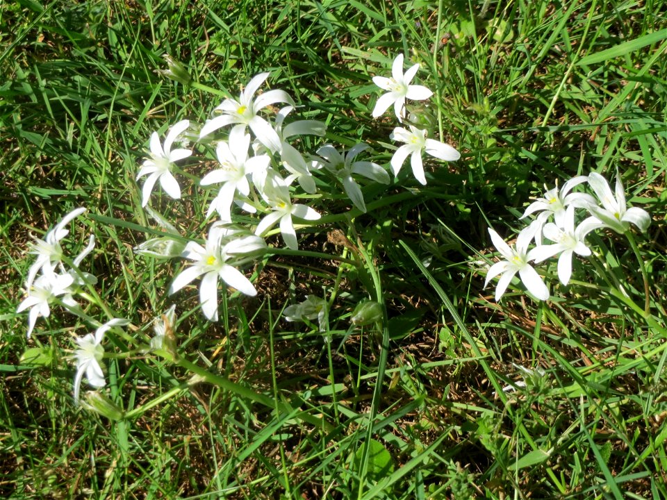 Dolden-Milchstern (Ornithogalum umbellatum) in Saarbrücken