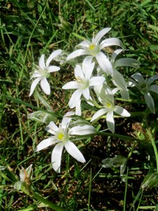 Dolden-Milchstern (Ornithogalum umbellatum) in Saarbrücken