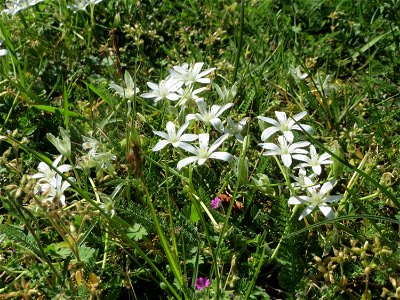 Dolden-Milchstern (Ornithogalum umbellatum) in Saarbrücken