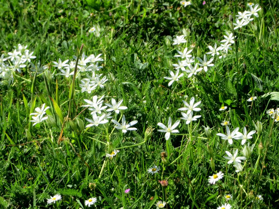Dolden-Milchstern (Ornithogalum umbellatum) in Saarbrücken