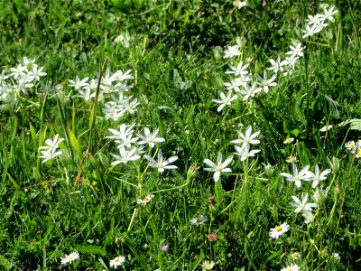 Dolden-Milchstern (Ornithogalum umbellatum) in Saarbrücken