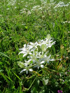 Dolden-Milchstern (Ornithogalum umbellatum) in Saarbrücken