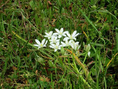 Dolden-Milchstern (Ornithogalum umbellatum) in Brebach-Fechingen