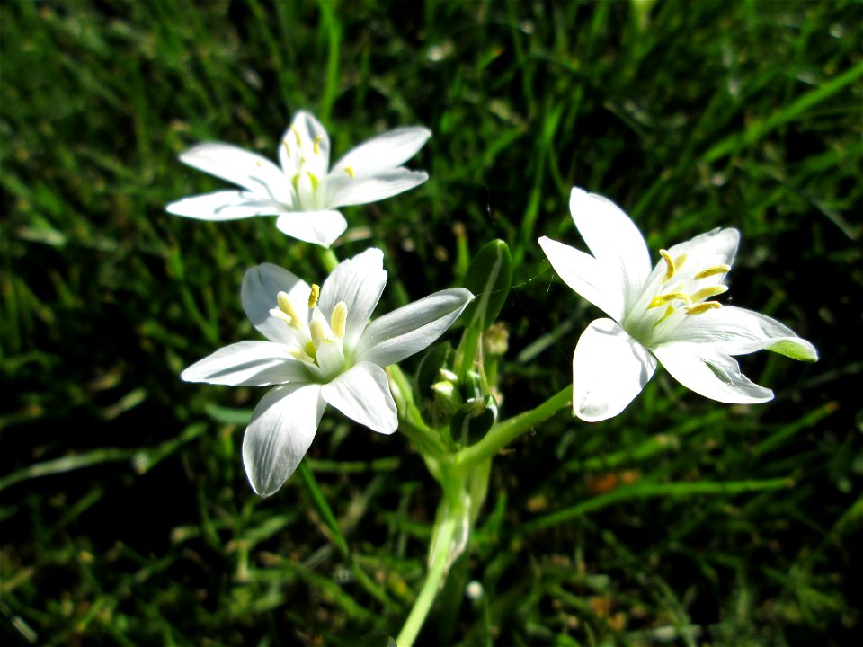 Dolden-Milchstern (Ornithogalum umbellatum) - wild wachsend am Rand vom Gartenschaupark Hockenheim