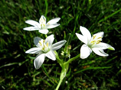 Dolden-Milchstern (Ornithogalum umbellatum) - wild wachsend am Rand vom Gartenschaupark Hockenheim