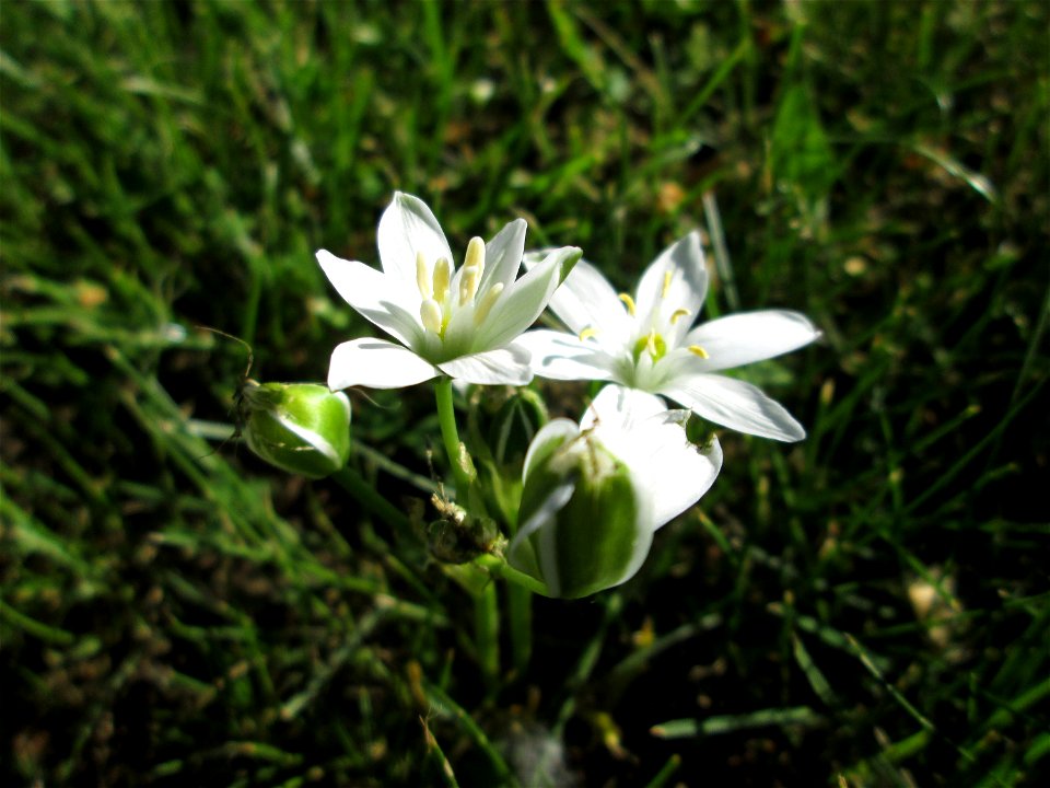Dolden-Milchstern (Ornithogalum umbellatum) - wild wachsend am Rand vom Gartenschaupark Hockenheim