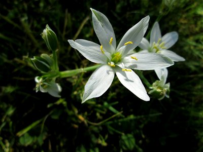 Dolden-Milchstern (Ornithogalum umbellatum) - wild wachsend am Rand vom Gartenschaupark Hockenheim