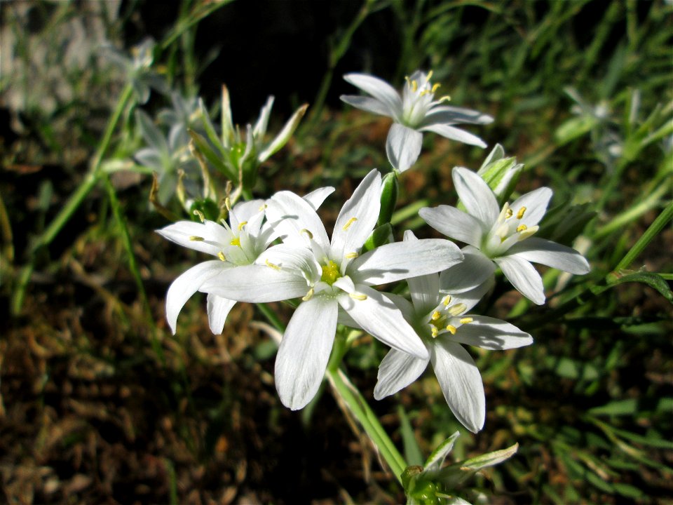Dolden-Milchstern (Ornithogalum umbellatum) - wild wachsend am Rand vom Gartenschaupark Hockenheim