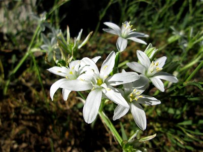 Dolden-Milchstern (Ornithogalum umbellatum) - wild wachsend am Rand vom Gartenschaupark Hockenheim