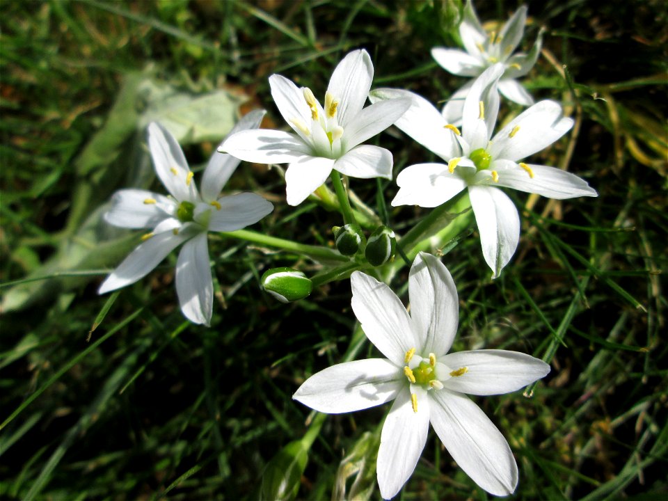 Dolden-Milchstern (Ornithogalum umbellatum) - wild wachsend am Rand vom Gartenschaupark Hockenheim