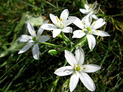 Dolden-Milchstern (Ornithogalum umbellatum) - wild wachsend am Rand vom Gartenschaupark Hockenheim